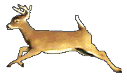 Whitetail Buck Deer Running